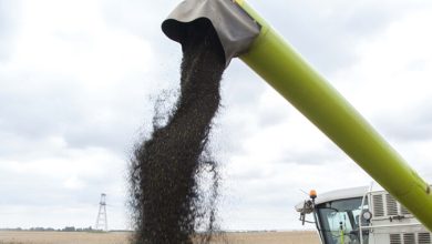 Урожайність ріпаку на Житомирщині досягла 4 т/га попри заморозки та посуху