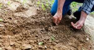 Close-up of a person planting seeds in soil, emphasizing gardening and cultivation.