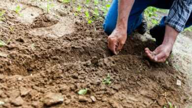 Close-up of a person planting seeds in soil, emphasizing gardening and cultivation.