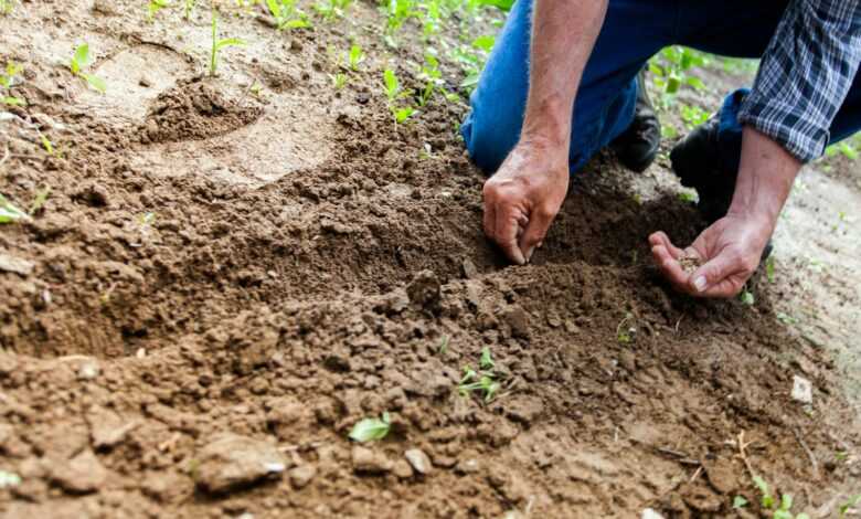 Close-up of a person planting seeds in soil, emphasizing gardening and cultivation.