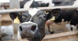 Україна заборонила ввезення тварин та продуктів із Чорногорії