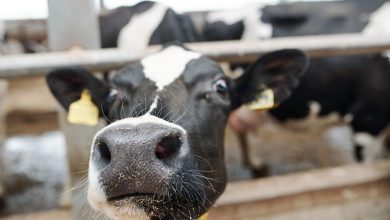 Україна заборонила ввезення тварин та продуктів із Чорногорії