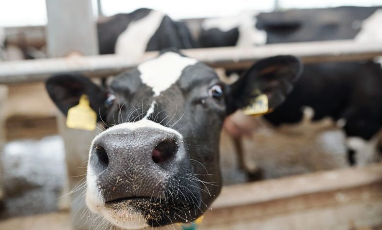 Україна заборонила ввезення тварин та продуктів із Чорногорії