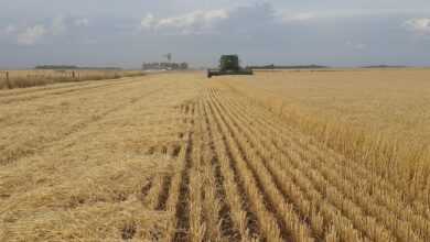 field, farming, agro, argentina, necochea, agro, agro, agro, agro, agro