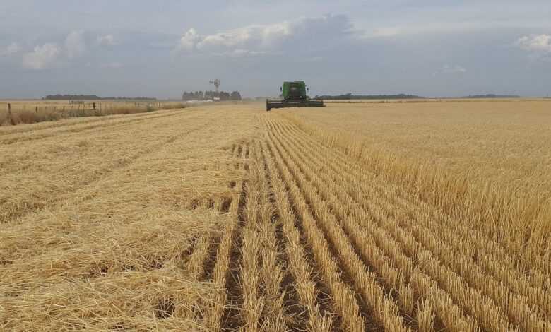 field, farming, agro, argentina, necochea, agro, agro, agro, agro, agro