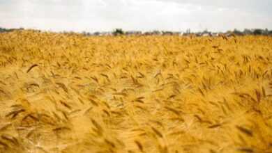 field, summer, wheat, nature, fields, sky, landscape, wheat ripens, warmly, august, august, august, august, august, august