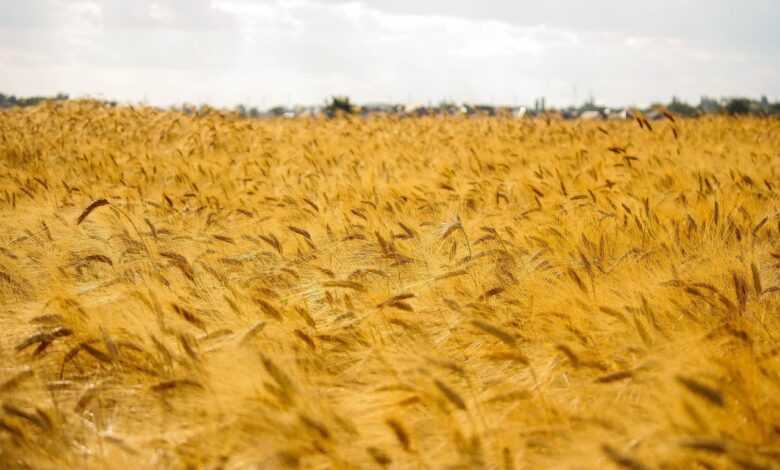 field, summer, wheat, nature, fields, sky, landscape, wheat ripens, warmly, august, august, august, august, august, august