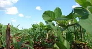 plantation, soy, planting, grains, farm, thick, brazil, soy, soy, soy, soy, soy, brazil