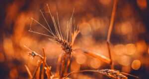 wheat, durum wheat, triticum durum, grain, ear, bright, backlighting, evening sun, wheat field, food, grain field, agriculture, summer, field, nature, wheat, wheat, wheat, wheat, wheat, durum wheat, ear, wheat field, wheat field, wheat field, wheat field, agriculture, agriculture, nature