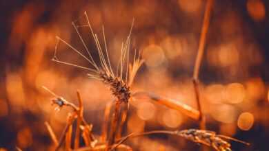 wheat, durum wheat, triticum durum, grain, ear, bright, backlighting, evening sun, wheat field, food, grain field, agriculture, summer, field, nature, wheat, wheat, wheat, wheat, wheat, durum wheat, ear, wheat field, wheat field, wheat field, wheat field, agriculture, agriculture, nature