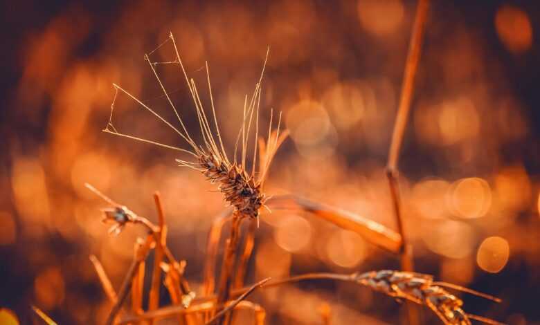 wheat, durum wheat, triticum durum, grain, ear, bright, backlighting, evening sun, wheat field, food, grain field, agriculture, summer, field, nature, wheat, wheat, wheat, wheat, wheat, durum wheat, ear, wheat field, wheat field, wheat field, wheat field, agriculture, agriculture, nature