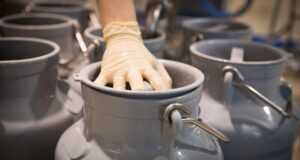 milk, cow's milk, dairy, fresh, food, cow, farm yard, agriculture, nourishment, milk can, direct marketing, milk, milk, milk, milk can, milk can, milk can, milk can, milk can, direct marketing