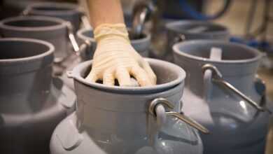 milk, cow's milk, dairy, fresh, food, cow, farm yard, agriculture, nourishment, milk can, direct marketing, milk, milk, milk, milk can, milk can, milk can, milk can, milk can, direct marketing