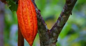 cacao pod, cacao fruit, cacao, plant, nature, tropical, pod, red, delicious, chocolate, organic, natural