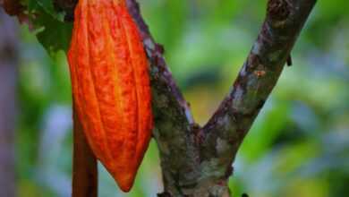 cacao pod, cacao fruit, cacao, plant, nature, tropical, pod, red, delicious, chocolate, organic, natural