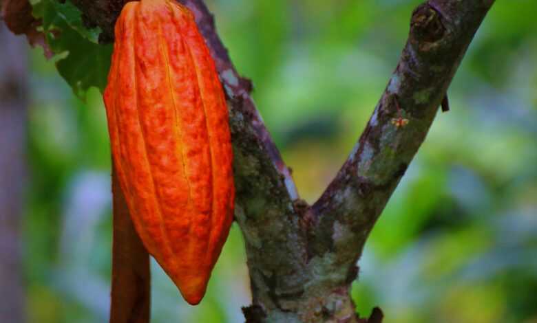 cacao pod, cacao fruit, cacao, plant, nature, tropical, pod, red, delicious, chocolate, organic, natural