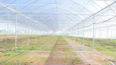 greenhouse, planting, building, agriculture, irrigation, greenhouse, greenhouse, greenhouse, greenhouse, greenhouse, irrigation