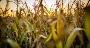 corn, agro, field, agronomy, argentina, green, afternoon, sunset, nature, summer, horizon, rural, agro, agro, agro, agro, agro, agronomy