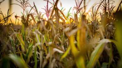 corn, agro, field, agronomy, argentina, green, afternoon, sunset, nature, summer, horizon, rural, agro, agro, agro, agro, agro, agronomy