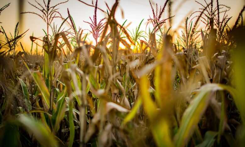 corn, agro, field, agronomy, argentina, green, afternoon, sunset, nature, summer, horizon, rural, agro, agro, agro, agro, agro, agronomy