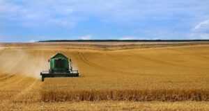 wheat, field, grain, farmer, environment, landscape, harvest, crop, harvesting, cereal, wheat harvest, farmer, harvest, harvesting, harvesting, harvesting, harvesting, harvesting, wheat harvest, wheat harvest