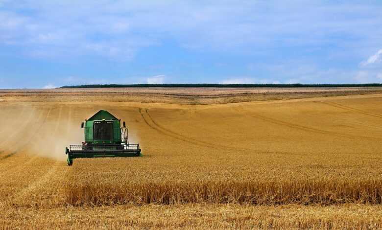 wheat, field, grain, farmer, environment, landscape, harvest, crop, harvesting, cereal, wheat harvest, farmer, harvest, harvesting, harvesting, harvesting, harvesting, harvesting, wheat harvest, wheat harvest