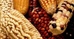corn, nature, corn on the cob, harvest, vegetables, strength, sweet corn, genetically modified maize, gene products, poaceae, grass, kukuruz, plant, food