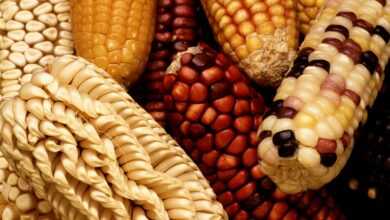corn, nature, corn on the cob, harvest, vegetables, strength, sweet corn, genetically modified maize, gene products, poaceae, grass, kukuruz, plant, food