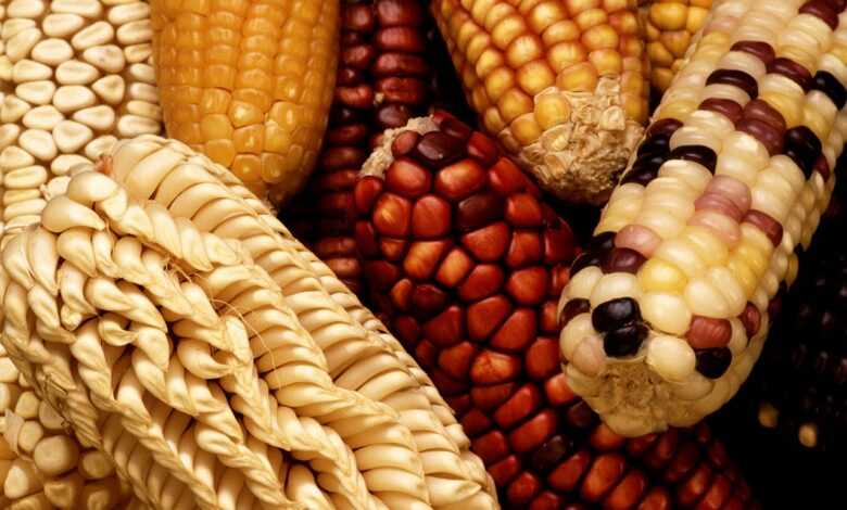 corn, nature, corn on the cob, harvest, vegetables, strength, sweet corn, genetically modified maize, gene products, poaceae, grass, kukuruz, plant, food