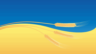 wheat, grain, crops, field, ukrainian flag, symbol, wheat, wheat, wheat, wheat, wheat, field