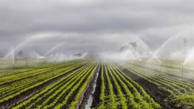 irrigation, agriculture, farm, irrigation, irrigation, irrigation, irrigation, irrigation