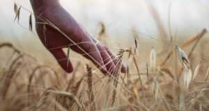 hand, wheat, rural, cereals, harvest, agriculture, barley, nature, hand, hand, hand, wheat, wheat, wheat, wheat, wheat, harvest, agriculture, agriculture, agriculture, agriculture, barley