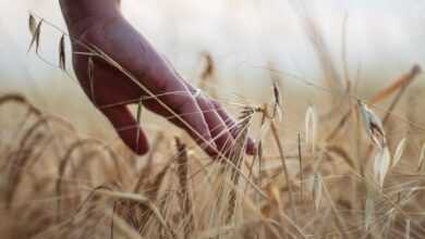 hand, wheat, rural, cereals, harvest, agriculture, barley, nature, hand, hand, hand, wheat, wheat, wheat, wheat, wheat, harvest, agriculture, agriculture, agriculture, agriculture, barley