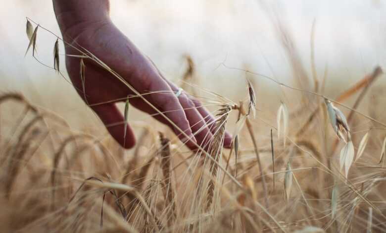 hand, wheat, rural, cereals, harvest, agriculture, barley, nature, hand, hand, hand, wheat, wheat, wheat, wheat, wheat, harvest, agriculture, agriculture, agriculture, agriculture, barley