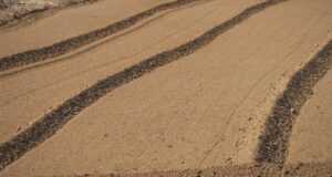 volcanic soil, field, farming, plowing, agriculture, rural