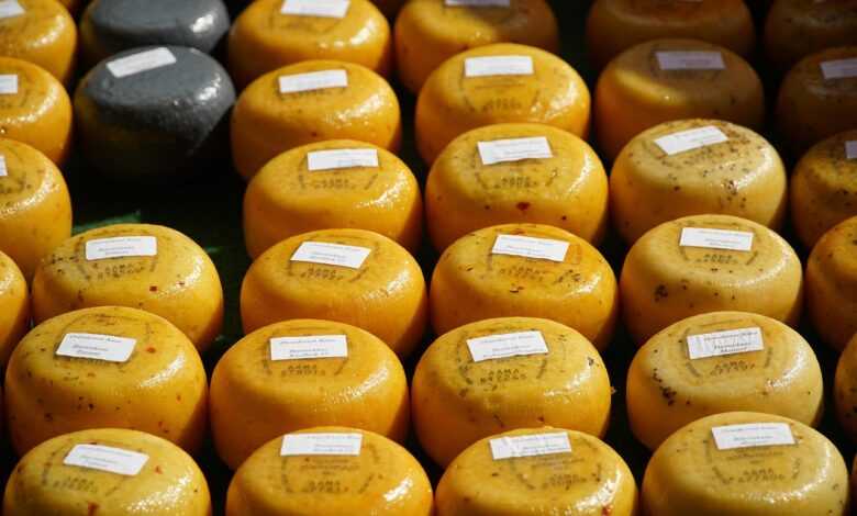 cheese, dutch cheese, market, food, cheese, cheese, cheese, cheese, cheese