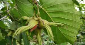 a green plant with a red and yellow bug on it