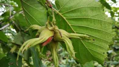 a green plant with a red and yellow bug on it