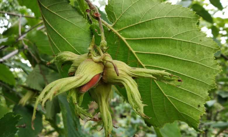 a green plant with a red and yellow bug on it