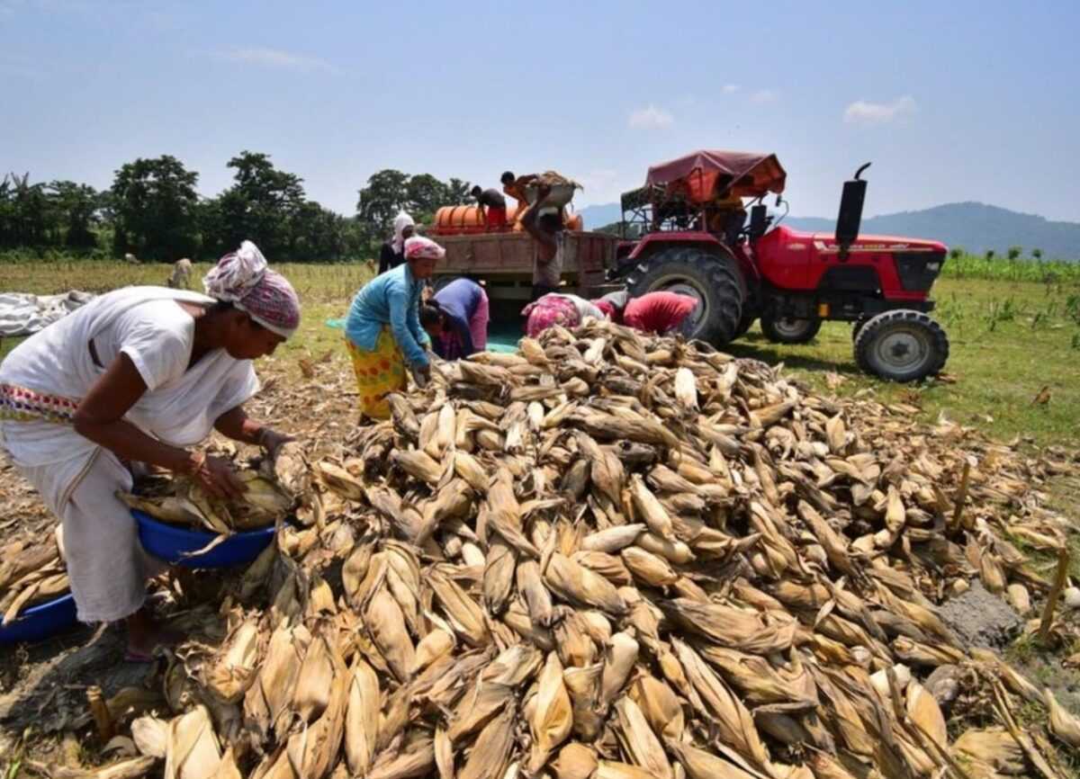 Урядовий шатдаун у США: USDA мовчить, що говорять фермери про урожай