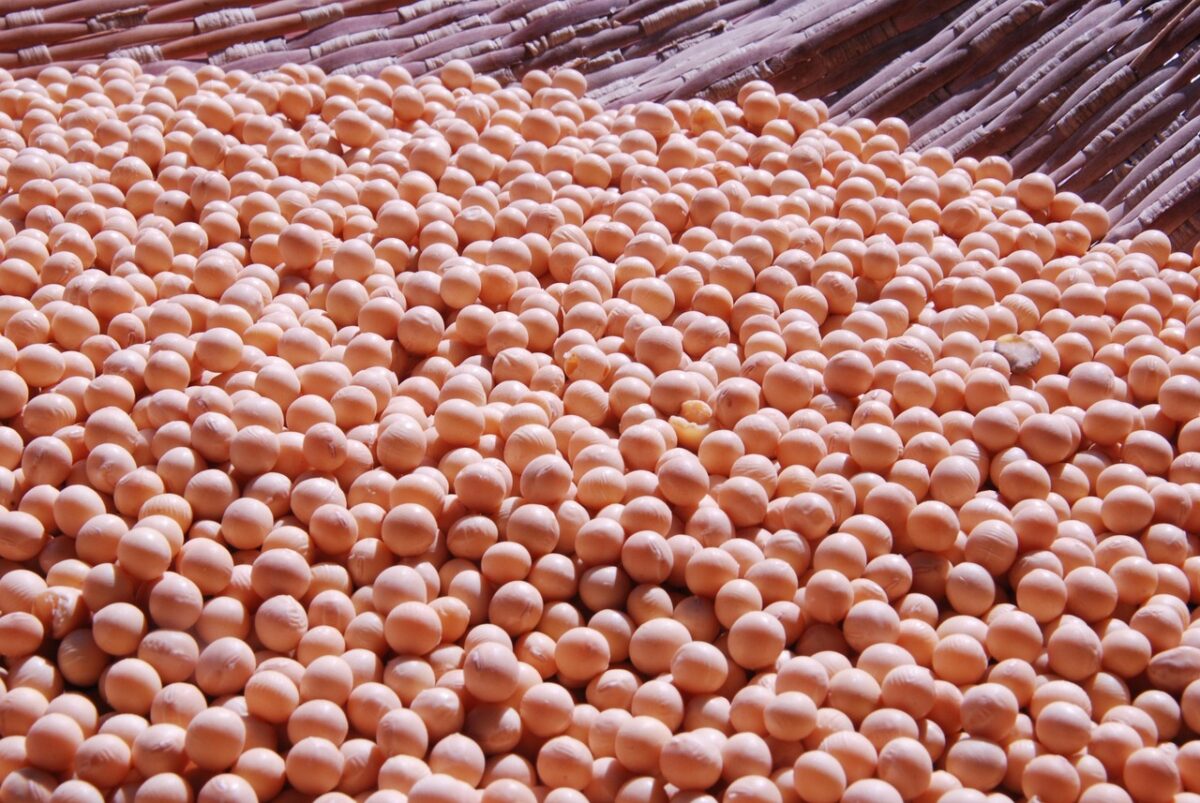 soy, vegetable, green soybeans, grain, nature, plant, seed
