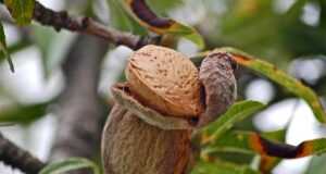fruits, tree, almond, nature, autumn, vegetable, almond, almond, almond, almond, almond