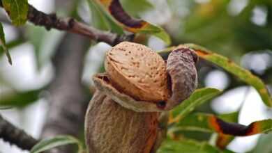 fruits, tree, almond, nature, autumn, vegetable, almond, almond, almond, almond, almond