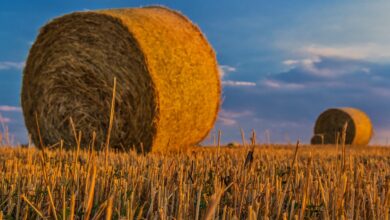 bale, straw, nature, agriculture, harvest, rural landscape, arable land, cereals, field, grain, sunlight, sunset