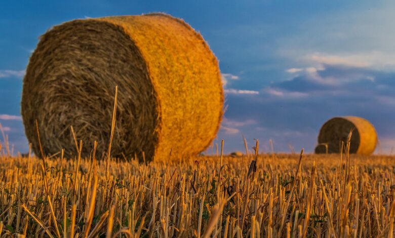 bale, straw, nature, agriculture, harvest, rural landscape, arable land, cereals, field, grain, sunlight, sunset