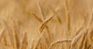 wheat, field, cereals, wheat field, barley, crops, wheat crops, arable land, agriculture, farm, farming, cultivation, nature, landscape, rural, countryside, wheat, wheat, wheat, wheat, wheat