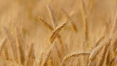 wheat, field, cereals, wheat field, barley, crops, wheat crops, arable land, agriculture, farm, farming, cultivation, nature, landscape, rural, countryside, wheat, wheat, wheat, wheat, wheat