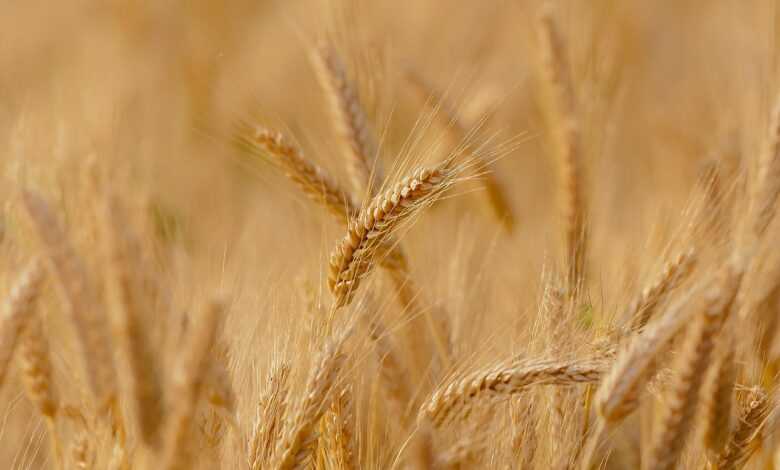 wheat, field, cereals, wheat field, barley, crops, wheat crops, arable land, agriculture, farm, farming, cultivation, nature, landscape, rural, countryside, wheat, wheat, wheat, wheat, wheat