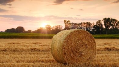 field, hay bale, sunset, wheat field, agriculture, nature, harvest time