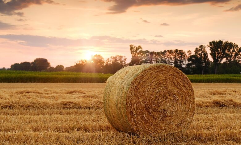 field, hay bale, sunset, wheat field, agriculture, nature, harvest time